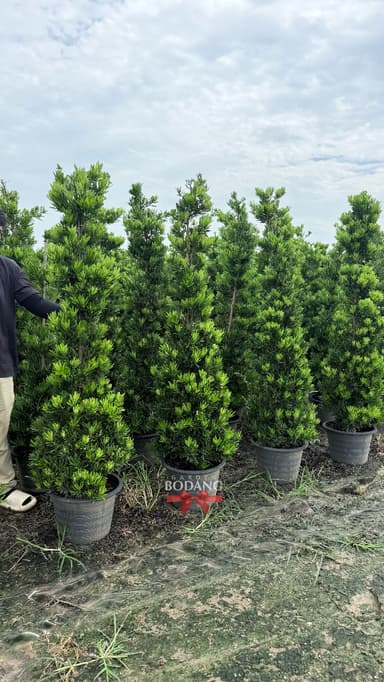 สนใบพาย | Podocarpus polystachyus