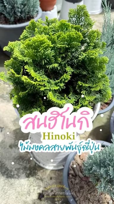 สนฮิโนกิ (Hinoki) ต้นไม้สวยสำหรับสวน