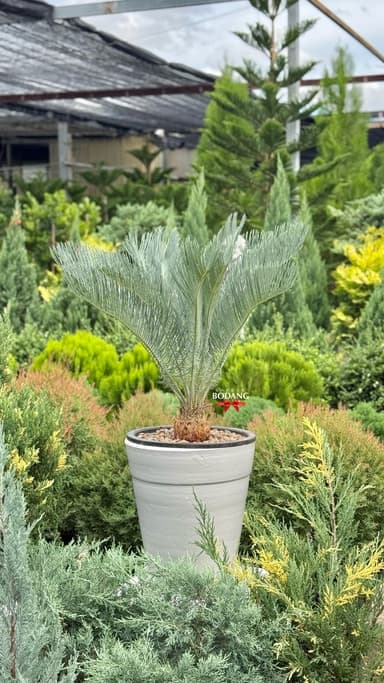 ปรงฟ้าออสเตรเลีย | Cycas cairnsiana