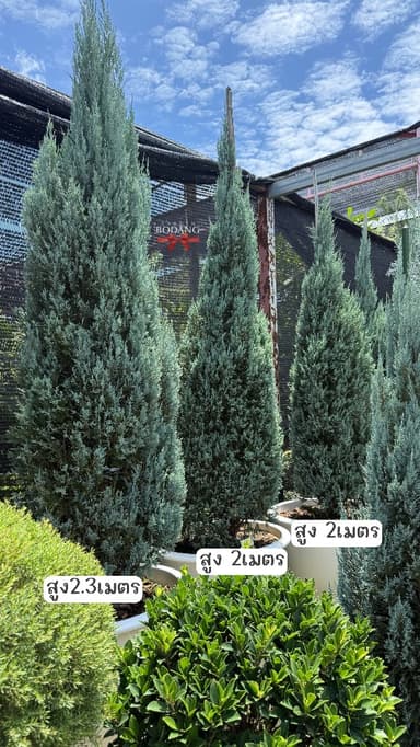 สนบลู | blue pine