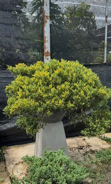 สนเลื้อยแซมทอง (สนเลื้อยด่าง) 💚💛