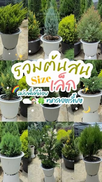 ต้นสนมังกร