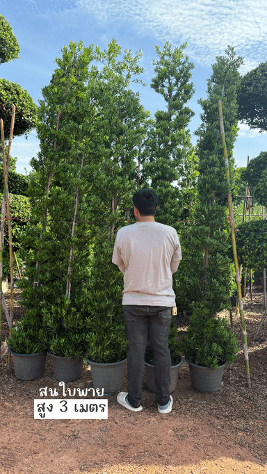 สนใบพาย สูง 3 เมตร 🌲