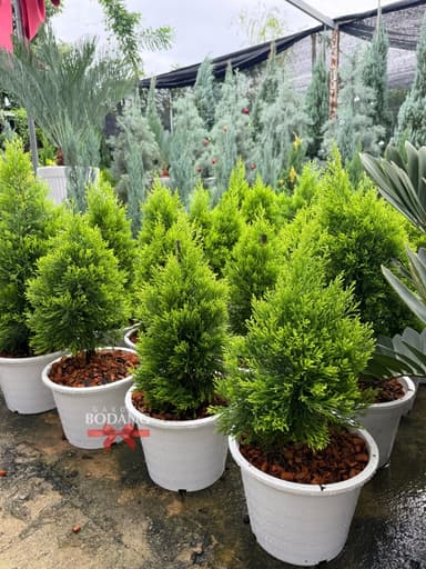  โกลเด้นไซเปรส | Golden Cypress