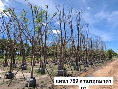 ต้นจามจุรี