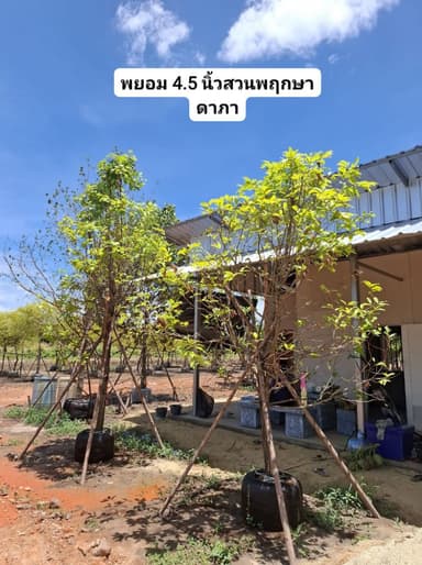 ต้นพยอม ไม้ไทยหายาก