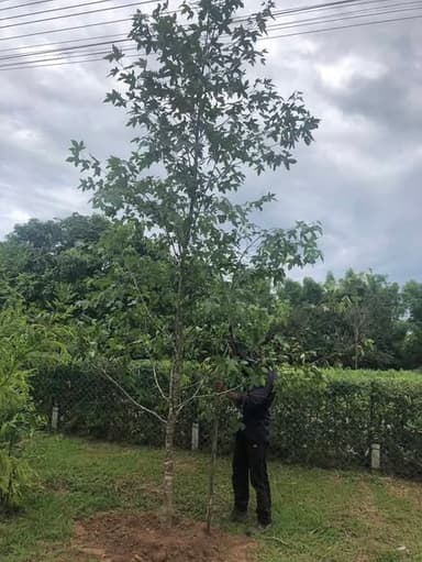ต้นเมเปิ้ลไต้หวัน 🌳