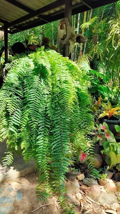 🌿☘️เฟิร์นสไบนาง🌿