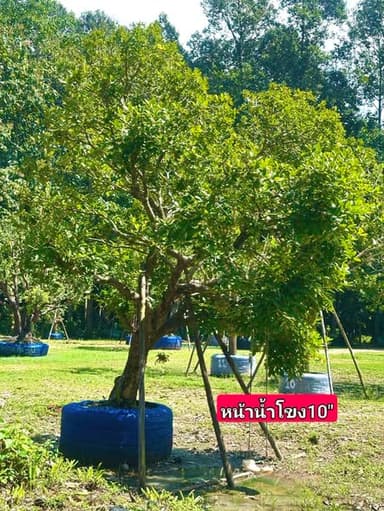 ไม้ขุดล้อมตกแต่งสวน