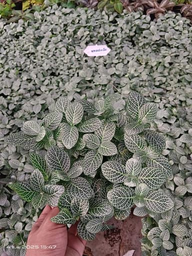 พรมออสเตเรีย กระถาง6" 🌿
