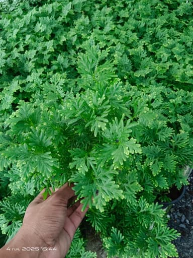 กนกนารีกระถาง 6" 🌿