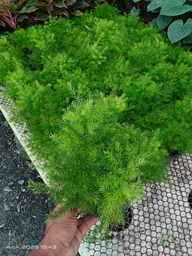 ปลีกน้ำค้าง กระถาง 8"