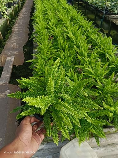 เฟิร์นบอสตัน กระถาง6" 🌿