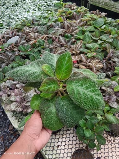 พรมญี่ปุ่น กระถาง 6" 🌿