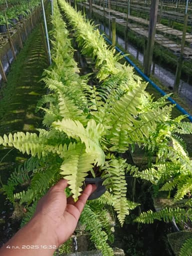 เฟิร์นลายฟินอ่อน กระถาง 6" 🌿