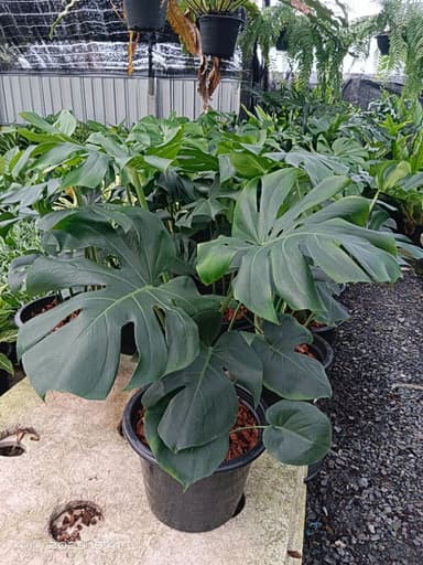 มอนสเตล่า กระถาง 15" 🌿