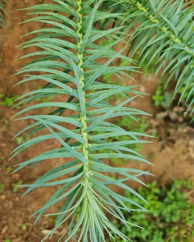 Cunninghamia lanceolata - ไม้สนเขียวชอุ่ม