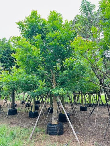 ต้นแคนา  7 นิ้ว สูง 5 เมตร+