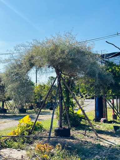 ต้นสนเกรวิลเลีย เหลืองเลื้อย 2 นิ้ว สูง 3 เมตร