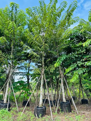 ต้นกัลปพฤกษ์ 6 นิ้ว สูง 5-6 เมตร