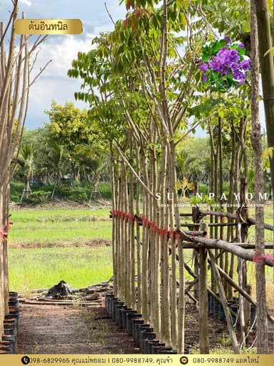ต้นอินทนิล 2 นิ้ว สูง 3 เมตร