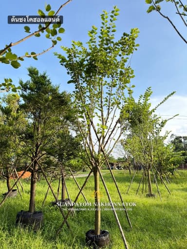 ต้นชงโคฮอลแลนด์ 4 นิ้ว