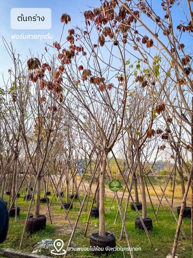 ต้นกร่าง มหาโชค 4-5-6 นิ้ว (กำลังแตกใบ)