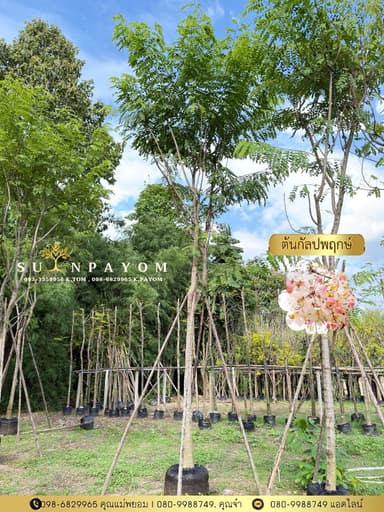 ต้นกัลปพฤกษ์ 5 นิ้ว สูง 5 เมตร