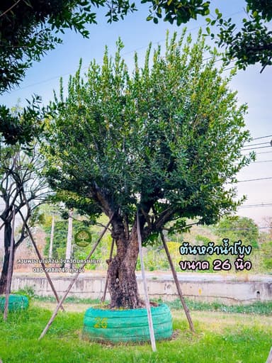 ต้นแจง 26 นิ้ว