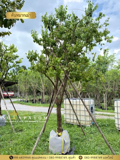 ต้นหมากเม่า 4.5 นิ้ว สูง 4 เมตร