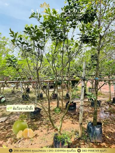 ไม้ผลคุณภาพเยี่ยม จากสวนพยอมไม้ล้อม 🌳🍐