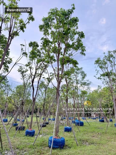 ต้นมะฮอกกานี 7 นิ้ว