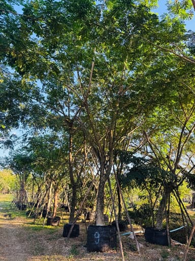 ต้นจามจุรี 9 นิ้ว ฟอร์มสวย ใบเต็ม