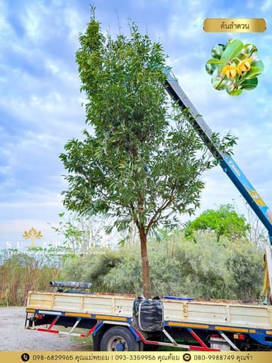 ต้นลำดวน 4 นิ้ว สูง 4 เมตร+