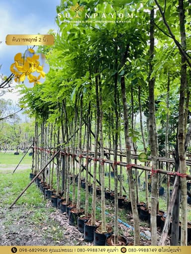 ต้นคูนเหลือง ราชพฤกษ์ 2 นิ้ว