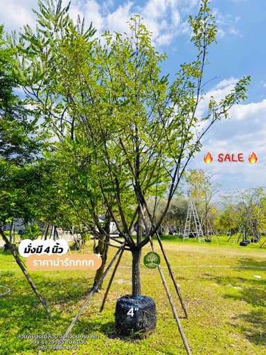ต้นมั่งมี 4 นิ้ว