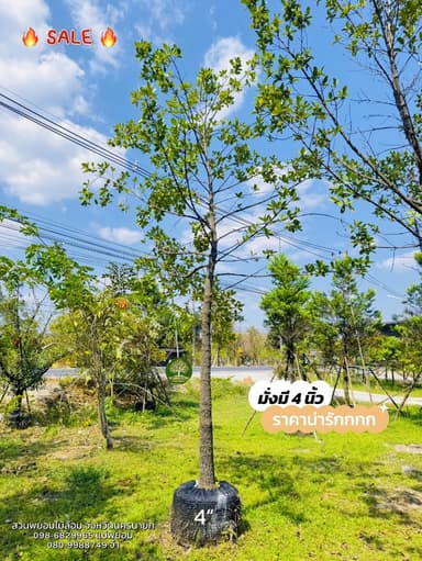 ต้นมั่งมี 4 นิ้ว
