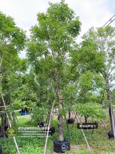 ต้นแคนา 8 นิ้ว สูง 6-7 เมตร