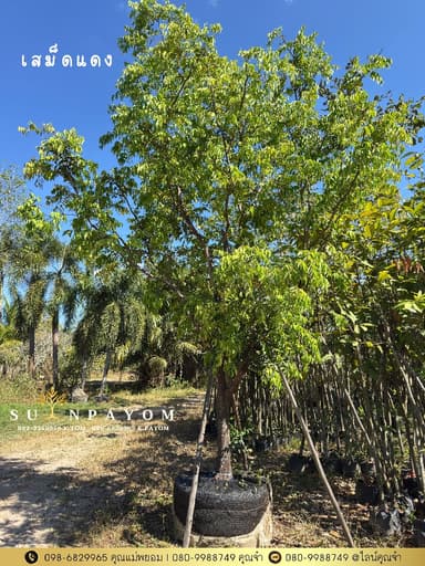 ต้นเสม็ดแดง 5 นิ้ว