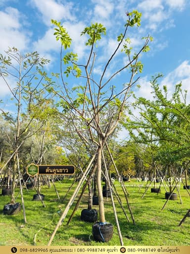 ต้นคูนขาว 4 นิ้ว