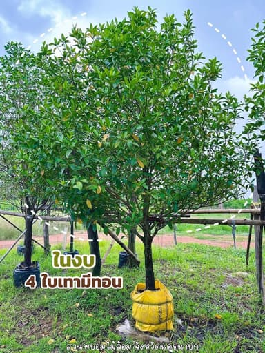 ต้นกันเกรา 4 นิ้ว