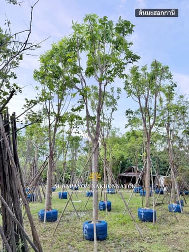ต้นมะฮอกกานี 6 นิ้ว