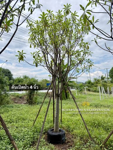 ต้นเป็ดน้ำ 4 นิ้ว