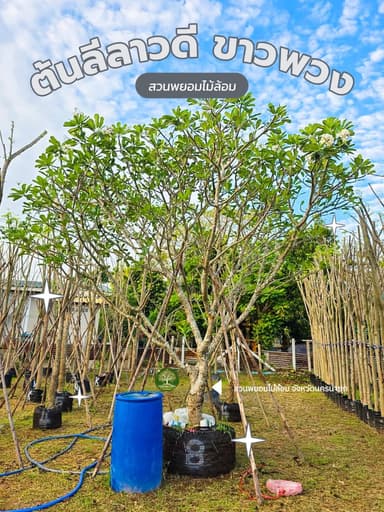 ต้นลีลาวดี 8 ต้น