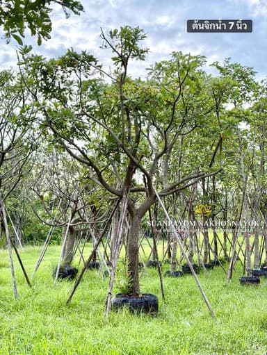 ต้นจิกน้ำ 7 นิ้ว