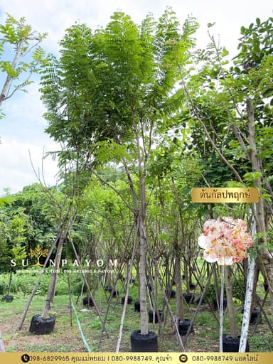 ต้นกัลปพฤกษ์ 5 นิ้ว  สูง 5 เมตร