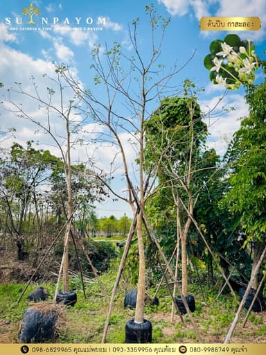 ต้นปีบ 4-5 นิ้ว (กาสะลอง)