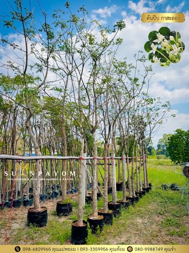 ต้นปีบ 2-3 นิ้ว (กาสะลอง)