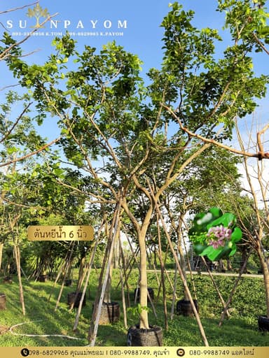 ต้นหยีน้ำ (พวงชมพู) 6 นิ้ว