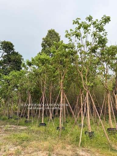 ต้นกัลปพฤกษ์ 4 นิ้ว